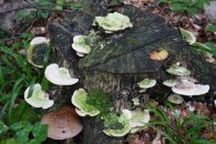 ? Magic mushrooms at road side stop enroute to Biertan 