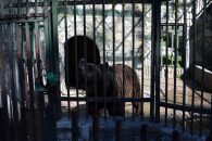 One sad and lonely bear at the game park for big animals found in Romania