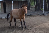 Kyrgyz horse - almost donkey size