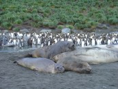 Gold Harbour -  Elephant Seal 6