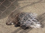 Porcupine at Karakol animal refuge