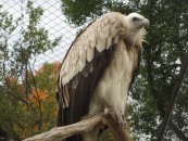 Birds at farm 1