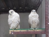 Birds at farm 4 Falcons