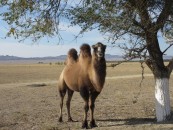 A dual-humped camel herd (or whatever camels group in) just outside the national park.