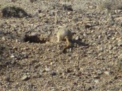 A steppe mouse. Very hard to catch a photo as they flit from bush to bush to burrow (hence this unflattering angle). They make squeaky bird-like calls to warn others of danger.