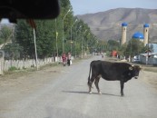 This village cow wasn't that interested in moving out of the way