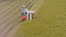 Rice harvesting