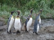 Salisbury Plain - King Penguin group photo