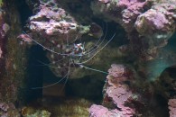 Spider shrimp DSC_0217 (Medium)